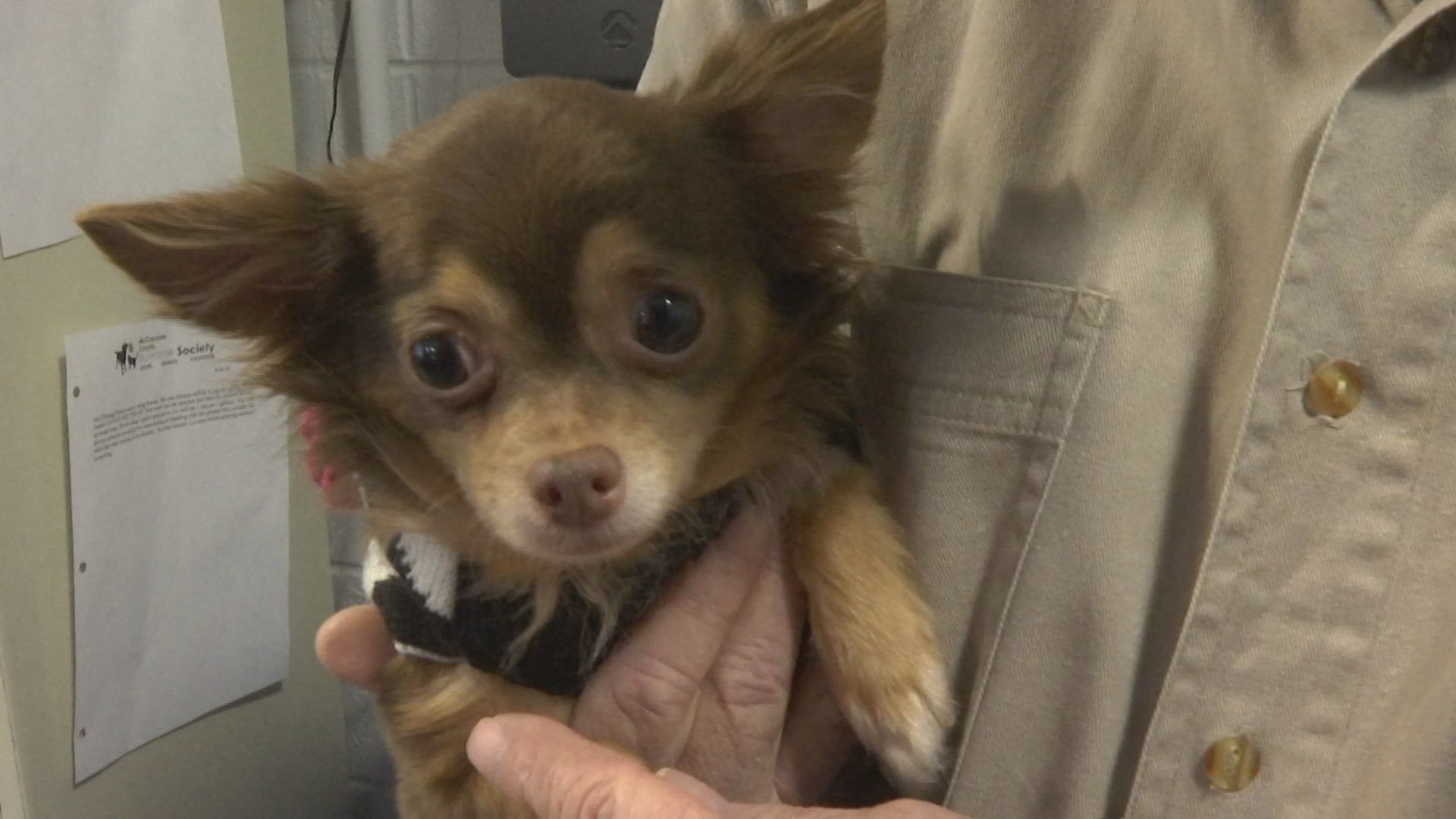 adopted chihuahuas 8.jpg
